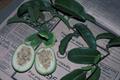 Passiflora laurifolia